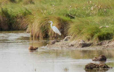 aigrette