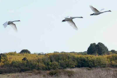 cygnes