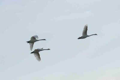 cygnes en vol