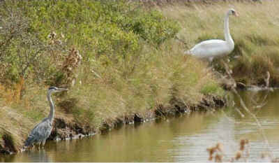 hron cendr et cygne