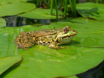 grenouille