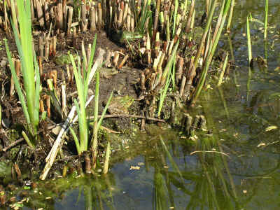 grenouille du marais